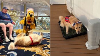 El canino se divirtió en