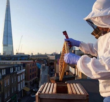 Actualmente hay más de 3.250