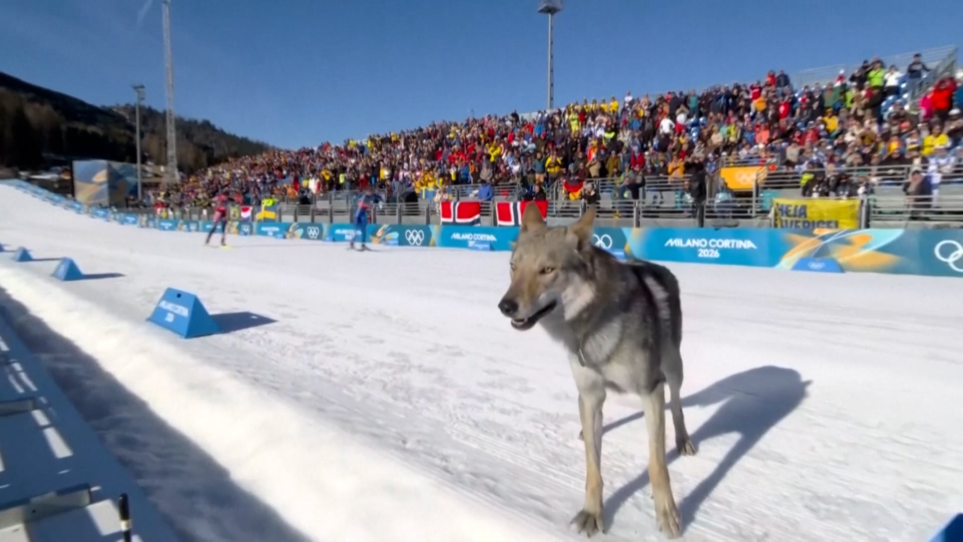 El perro cruzó la pista de esquí de los Juegos Olímpicos de Invierno ante la mirada de esquiadores y la multitud