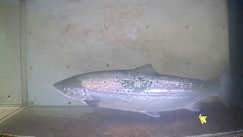 La IA ya puede ayudar en la conservación de la fauna: Navarra entrena una herramienta para controlar salmones, anguilas o sábalos