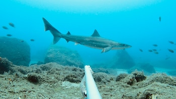 Ejemplar de cazón. (AshlieJMcivor/Wikimedia Commons)