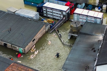 Granjeros tratan de rescatar a