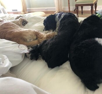 Sadie, Sunny, Lauren, Layla y