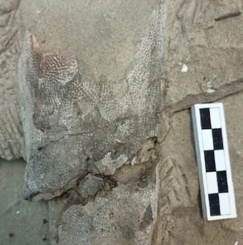 Fósil in situ de Dactylopterus decrozi sp. nov. preservado en la matriz rocosa mostrando detalles del cráneo expuesto. (UP)