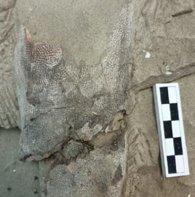 Fósil in situ de Dactylopterus decrozi sp. nov. preservado en la matriz rocosa mostrando detalles del cráneo expuesto. (UP)