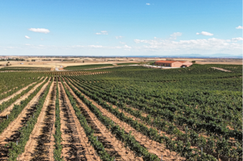 Viñedo de bodega Dominio Basconcillos