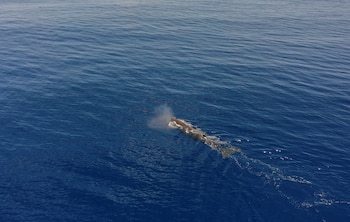 Los científicos usaron drones, hidrófonos y cámaras de alta resolución para registrar el comportamiento y comunicación social del grupo de cachalotes./Archivo REUTERS/Christophe Van Der Perre