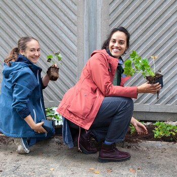 Jardines de fachada propuestos por