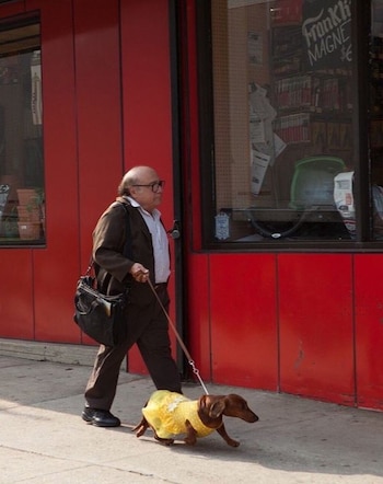 ¿Danny DeVito pasea a su perro salchicha? Las imágenes del actor junto al peculiar compañero de película
