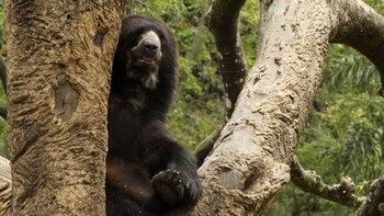 Oso de anteojos en el