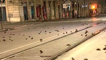 Cientos de aves aparecieron muertas