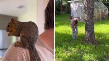 La ardilla demostró hacerse vale