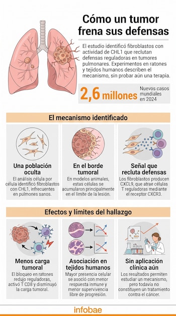 Infografía con esquemas de pulmones y células, texto explicativo sobre cáncer de pulmón y el logotipo de Infobae en la base.