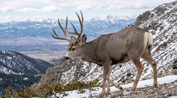 Un ciervo mulo macho con cornamenta camina en una cresta rocosa con nieve frente a montañas nevadas.