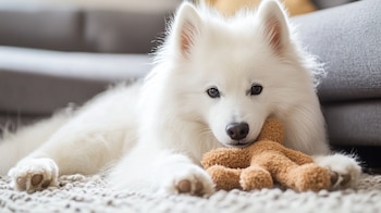 La clasificación funcional de objetos