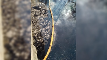 Las bacterias que se encontraron