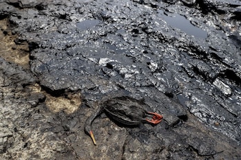 Foto: Agencia Andina