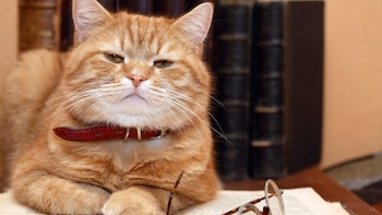 Especialistas detallan cuáles son las afecciones más frecuentes en mascotas de edad avanzada y cómo evitarlas. (Foto: Agencia Andina)