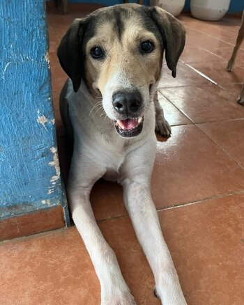 Los rescatistas de Beto revelaron