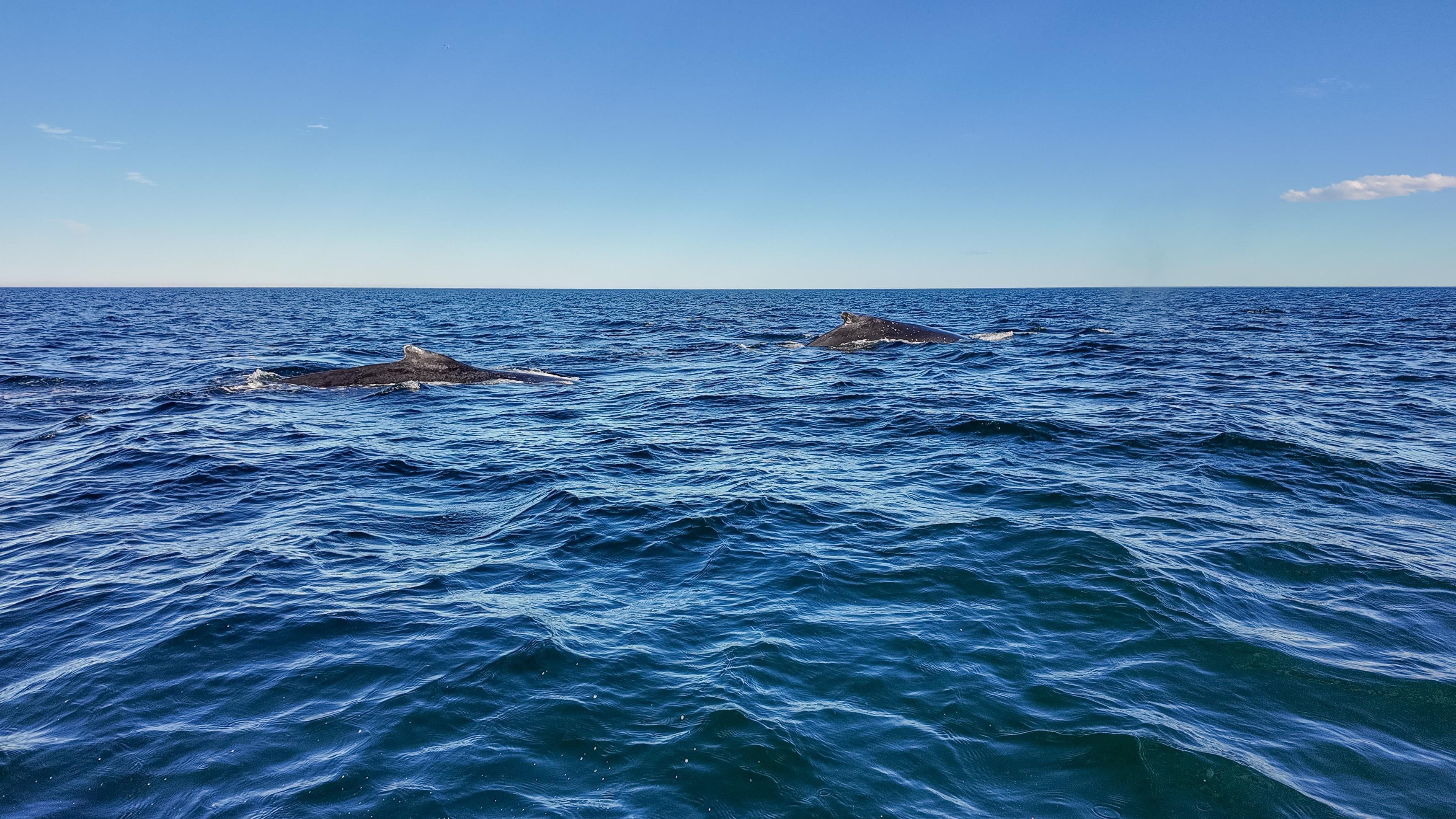 Solo el 0,01% de las ballenas jorobadas identificadas realizó un cruce transoceánico, lo que revela que estos desplazamientos son eventos excepcionales. (Archivo Rewilding Argentina)