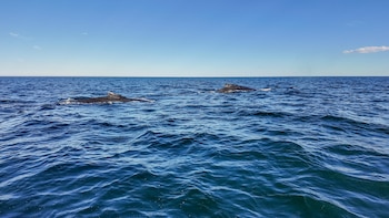 Solo el 0,01% de las ballenas jorobadas identificadas realizó un cruce transoceánico, lo que revela que estos desplazamientos son eventos excepcionales. (Archivo Rewilding Argentina)