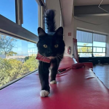 Los gatos como animales de