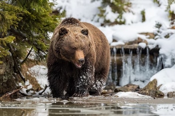 Un oso pardo con nieve en el pelaje camina cerca de una pequeña cascada y agua helada