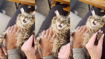 Una actuación digna de Oscar, así fue cómo un gato intentó evitar que le cortaran sus garras (Reddit)