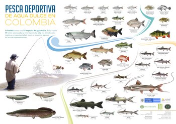 Estas son las especies de