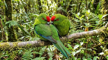 Dos periquitos de plumaje verde intenso con frente roja posados juntos en una rama gruesa cubierta de musgo. El fondo es un bosque verde borroso.