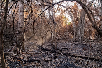 Incendios en los Esteros del Iberá