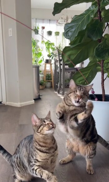 El vínculo entre estos felinos