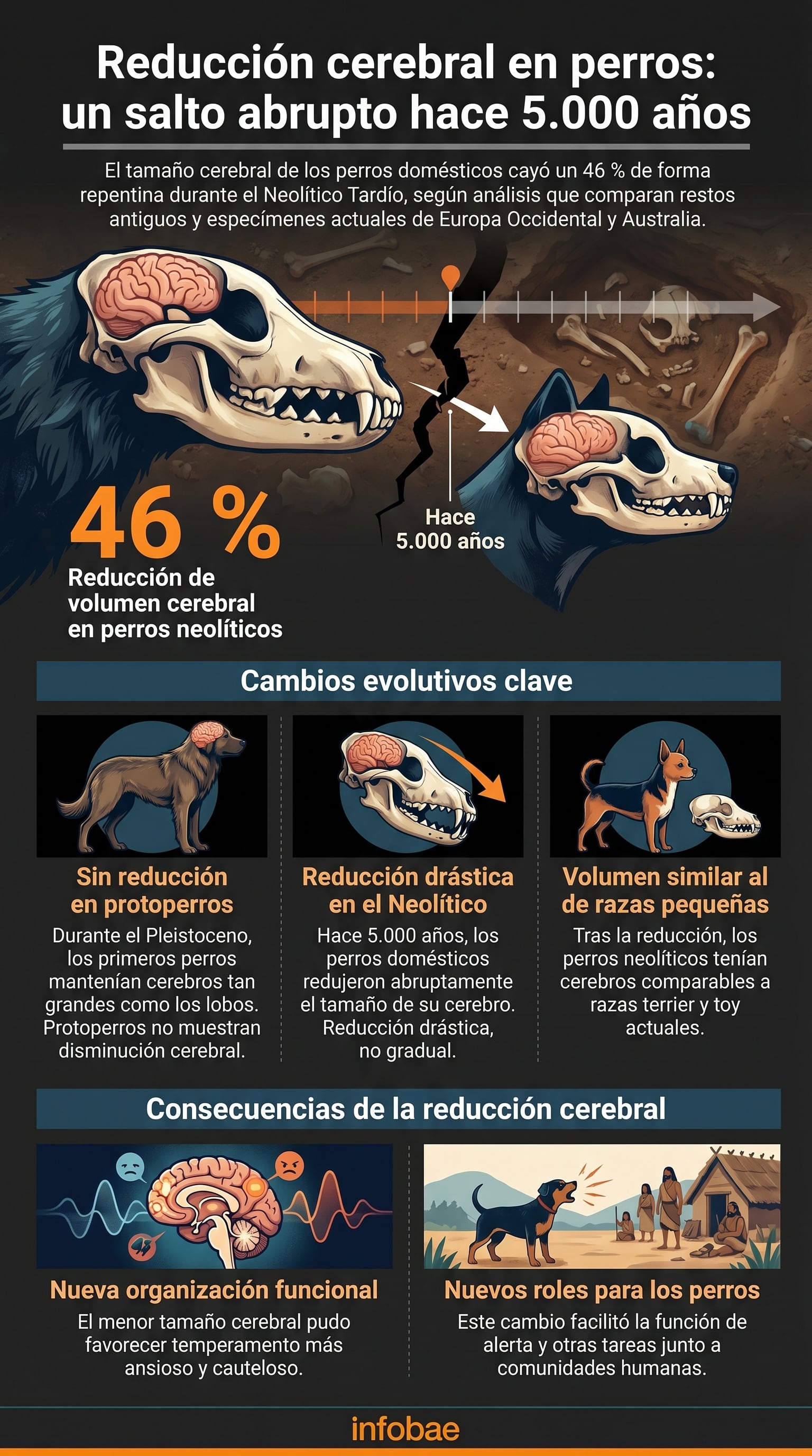 Infografía detallando que la reducción cerebral en perros domésticos ocurrió drásticamente durante el Neolítico Tardío, hace 5.000 años, resultando en cerebros 46% más pequeños. (Imagen Ilustrativa Infobae)