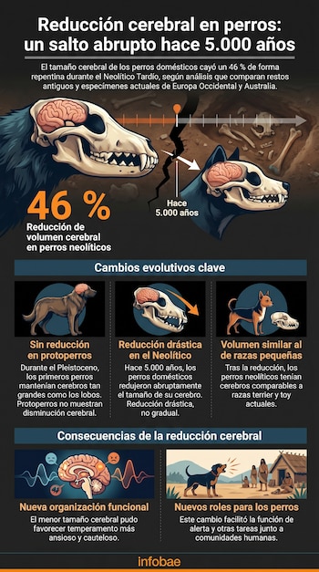 Infografía que compara cráneos y cerebros de lobos y perros, mostrando una reducción del 46% en el volumen cerebral de perros neolíticos hace 5.000 años.