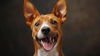 Las intervenciones asistidas por animales han mostrado resultados positivos en la salud física y mental de los participantes de diversos estudios (Imagen Ilustrativa Infobae)