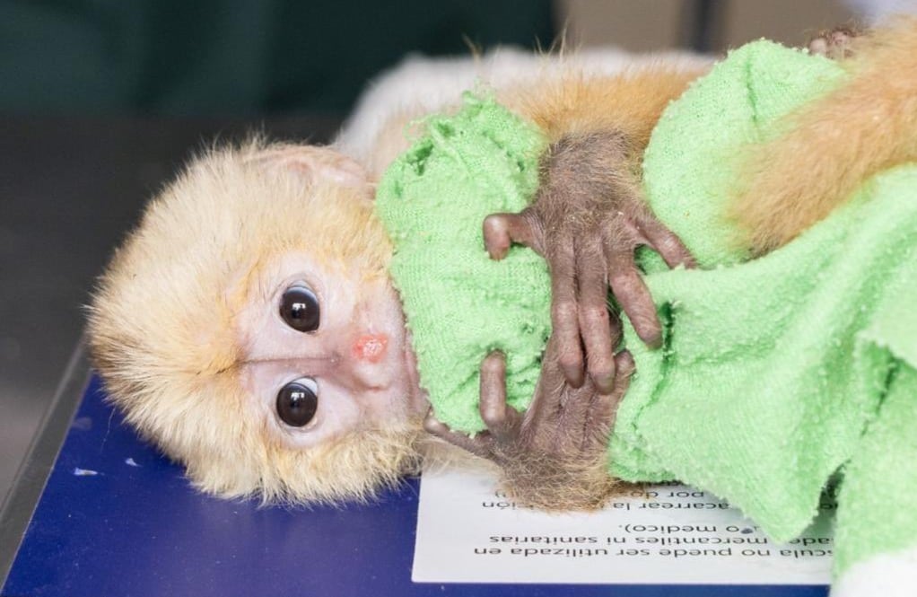 En varias especies de primates, la orientación de la cría dentro del canal de parto resulta decisiva para que el alumbramiento pueda completarse (crédito @cornare/X)