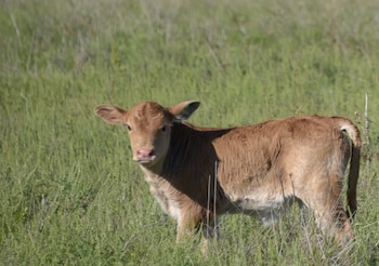Ternero en el campo