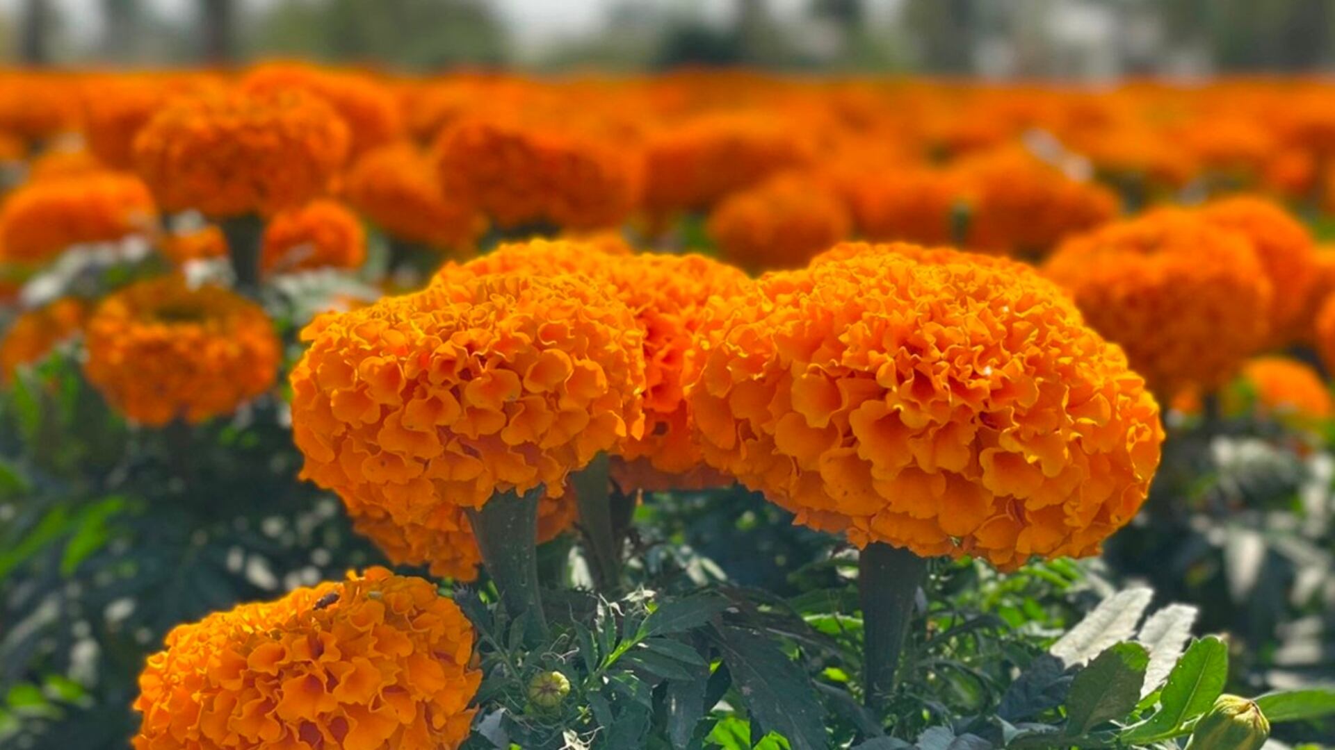 Está flor destaca por su intenso sabor y su enervante olor.(UNAM)