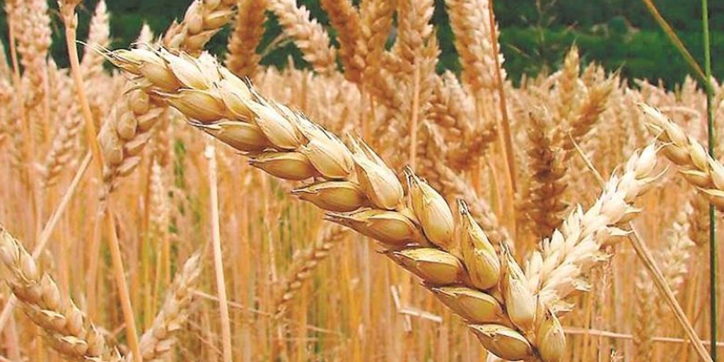 Avanza la cosecha de trigo en la zona núcleo con rendimientos por encima de los proyectados - Infobae