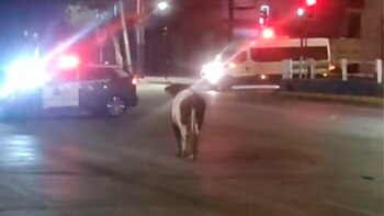 Las imágenes de la vaca