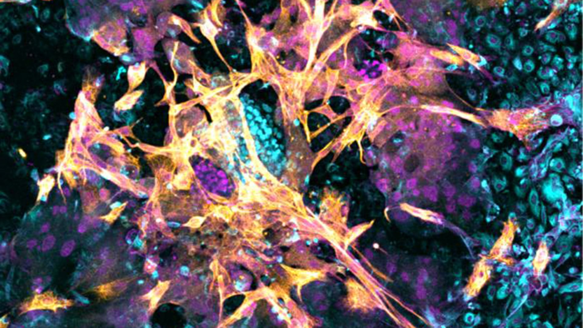 El modelo endometrial desarrollado replica el revestimiento del útero permitiendo estudiar la implantación embrionaria con alta fidelidad biológica./ Matteo Molè - Babraham Institute