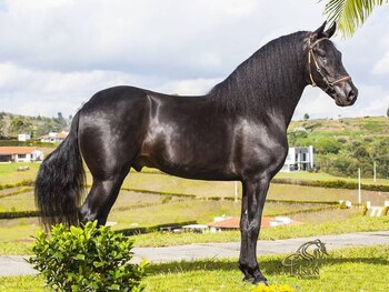 El mercado ecuestre en Colombia