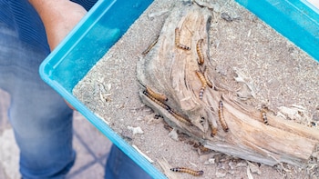 Complementar la alimentación de los