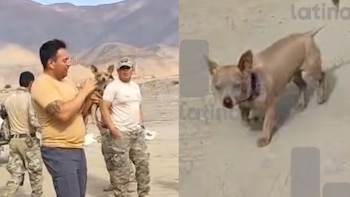 El animal fue hallado con