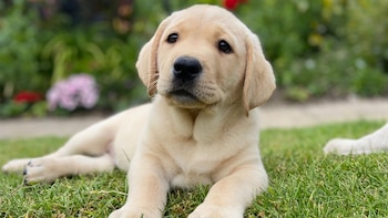 La reina Camilla nombró al