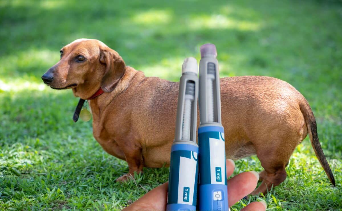 Los veterinarios clasificaron a cien millones de mascotas con sobrepeso en 2022 mostrando un crecimiento notable respecto de los años anteriores (Linkedin)