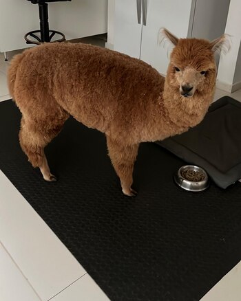 La alpaca tiene una gran