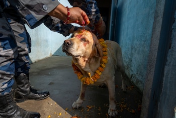 Durante la celebración, perros militares