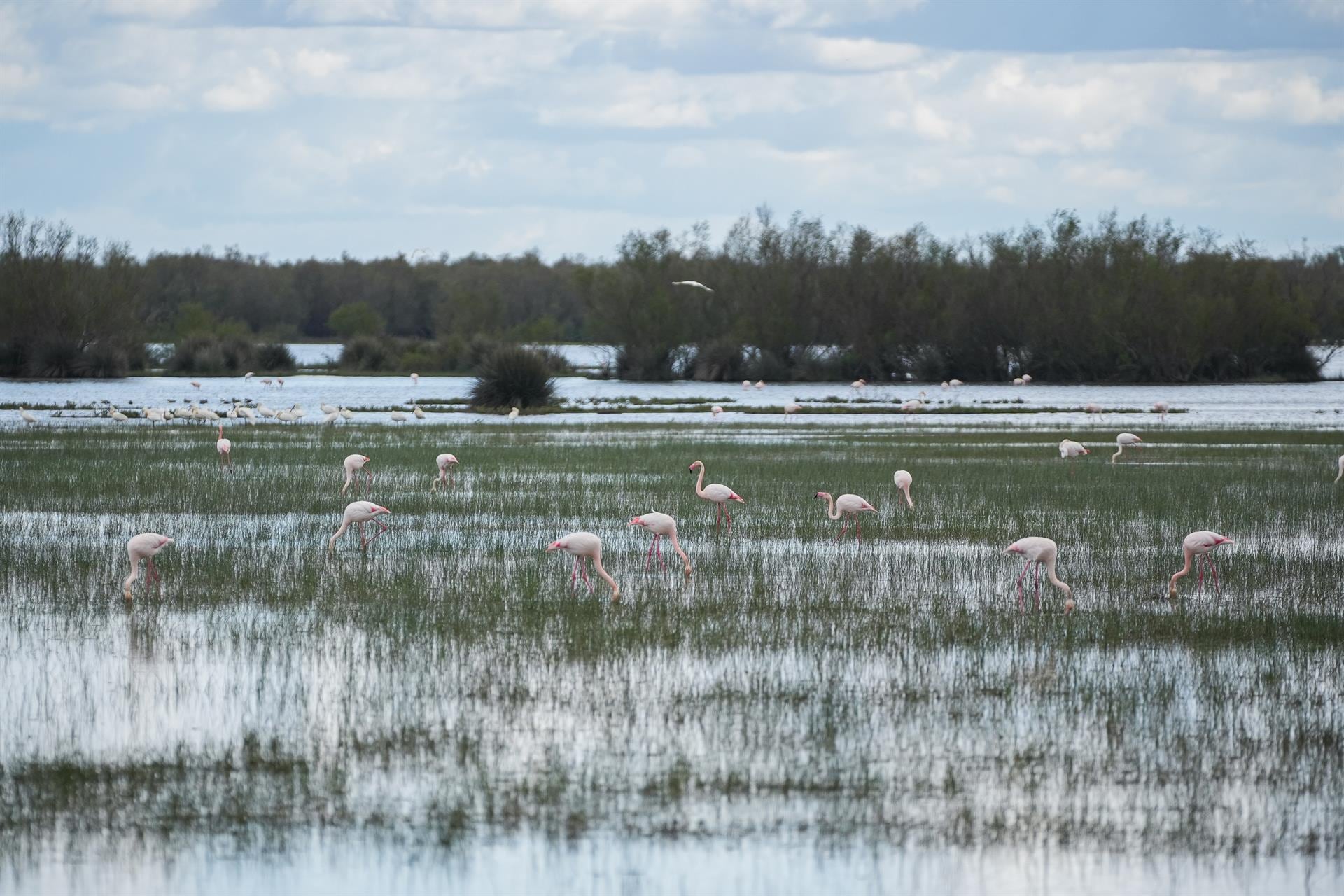 Imagen del paraje natural de las marismas de Doñana. (Europa Press)