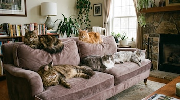 Cinco gatos de diferentes colores sobre un sofá de terciopelo. Detrás hay una estantería con libros, plantas, una lámpara y una chimenea.